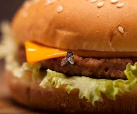 Eco Pest Control Brisbane