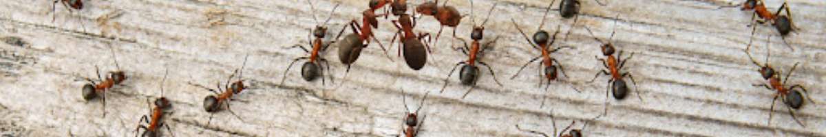 Pest Destroy Ants Control Adelaide Banner