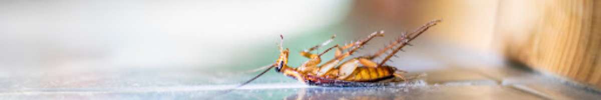 Cockroach Control Adelaide Banner