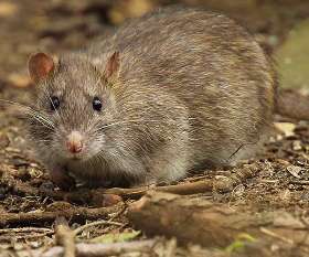 Pro Pest Control Melbourne