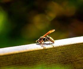 Pro Pest Control Melbourne