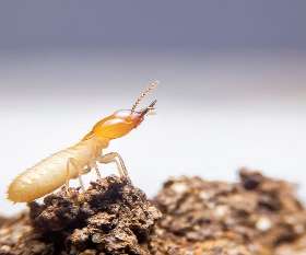 Pro Pest Control Melbourne