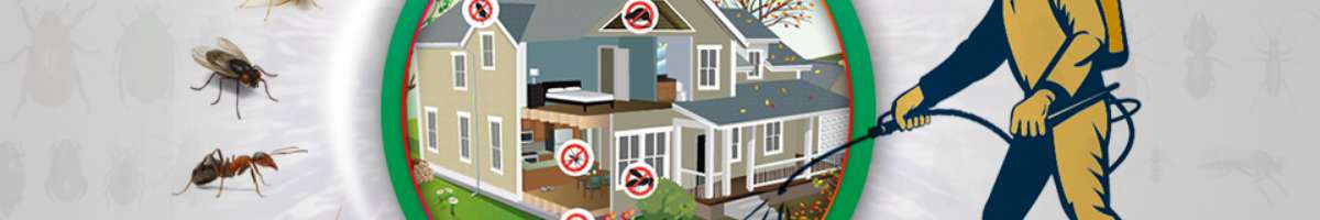 Henrys Cockroach Control Brisbane Banner