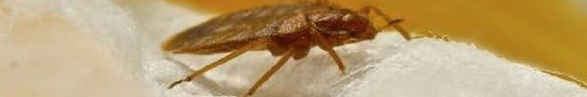 Bed Bug Control Canberra Banner
