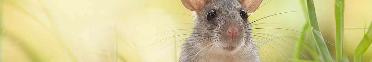 Pest Ban Rodent Control Sydney Banner