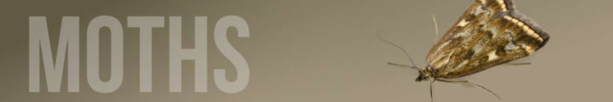 Moth Control Sydney Banner