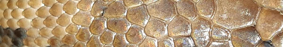 Reptile Party Banner