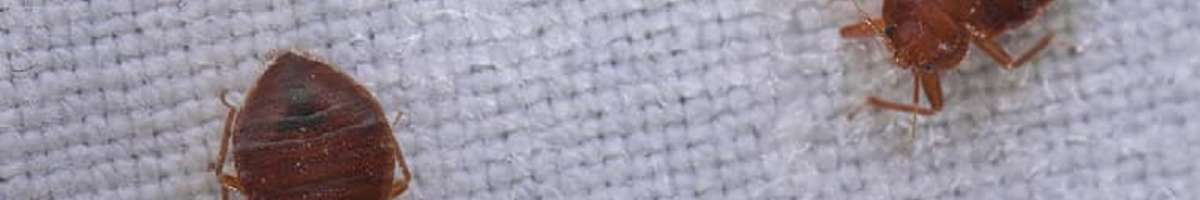 Bed Bugs Control Adelaide Banner
