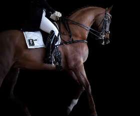 Dressage Breastplate Suitable For All Disciplines - Flexible Fit Equestrian Australia