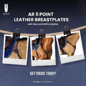 Introducing the AR 5 Point Leather Breastplate in Black & Havana with Blue and White Elastics - by FFEquestrian AU
