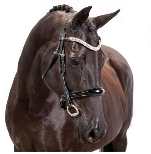 Select The Right Horse Bit Material For Your Horse