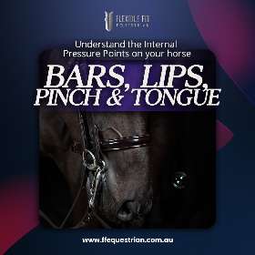 Understanding bit pressure and fit is key to your horse's comfort by FFEquestrian