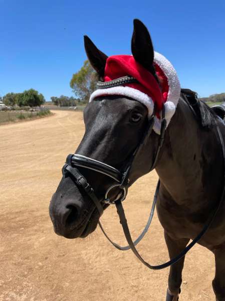 Giddy Up for Gift-Giving This Christmas: Finding the Perfect Present for Your Favorite Equestrian
