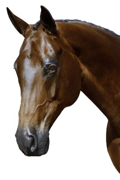 Top 10 Must-Have Equestrian Accessories for Riders