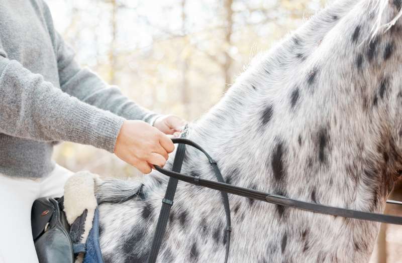 How to Measure Your Horse for the Perfect Custom Bridle Fit