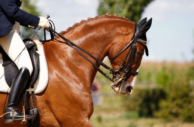 How to Clean and Care for Leather Horse Tack