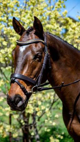 Topaz Wave Snaffle Bridle with Brass Buckles