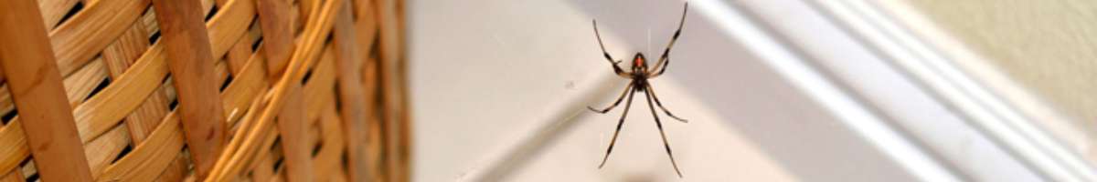 Spider Control Brisbane Banner