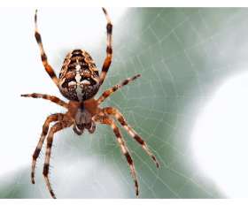 Spider Control Brisbane