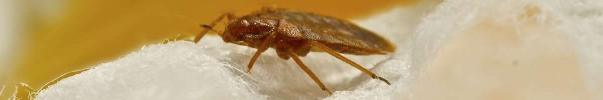 Bed Bug Control Perth Banner
