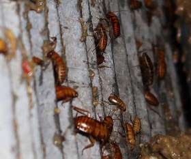 Local Pest Control Coorparoo