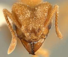 Local Pest Control Coorparoo