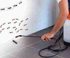 Local Pest Control Coorparoo