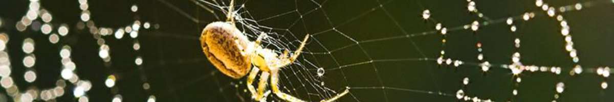 Spider Control Brisbane Banner