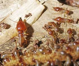 Pest Control Perth