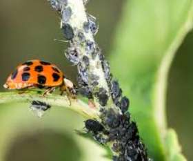 Best Pest Control Canberra