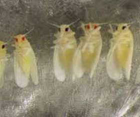 Best Pest Control Canberra