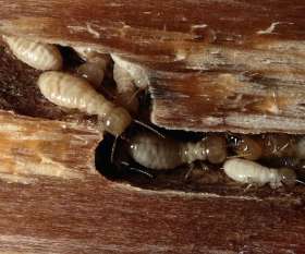 Best Pest Control Canberra