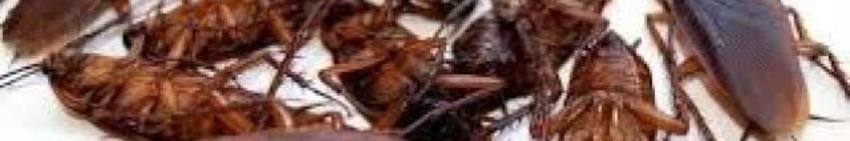 Best Pest Control Brisbane Banner