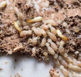 Best Termite Control Sunshine Coast