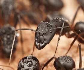 Best Termite Control Sunshine Coast