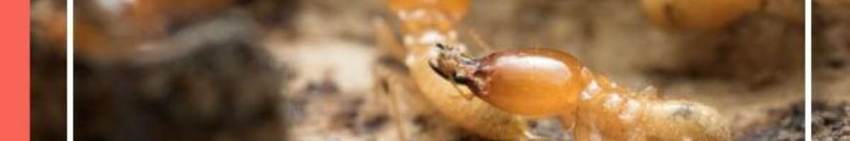 Best Termite Control Adelaide Banner