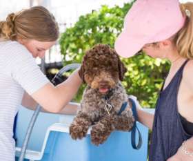 Ashgrove Avenue Veterinary Clinic
