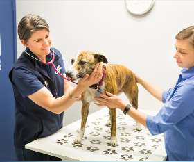 Ashgrove Avenue Veterinary Clinic