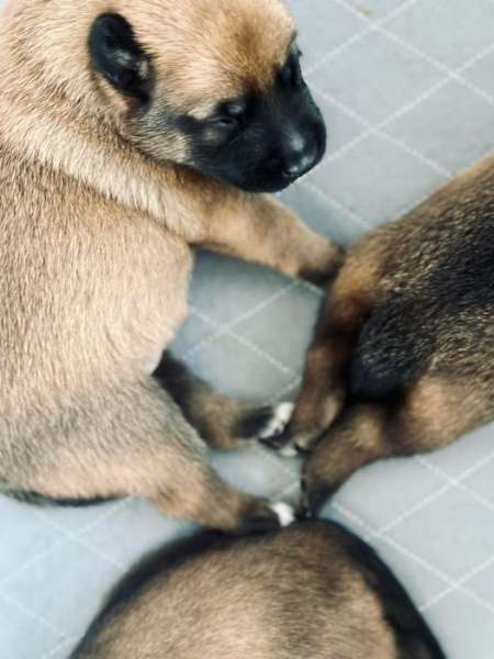 Its 2 Weeks of Our Belgium Malinois Puppys