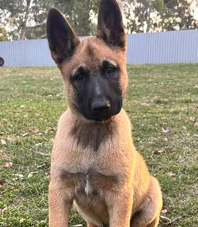 breeding quality pedigress