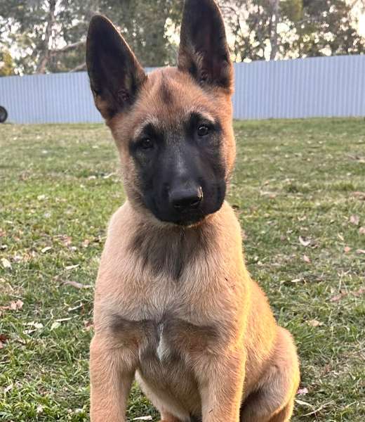 Are There Different Types of German Shepherds?