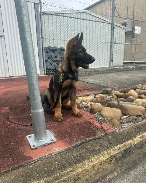 Why German Shepherds Are Ideal for Active Families