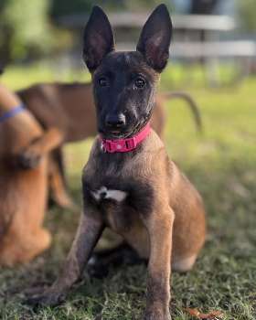 breeding shepherds in australia