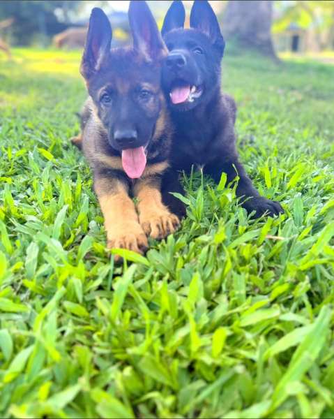 How Imported Bloodlines Improve the Quality of Our Dogs