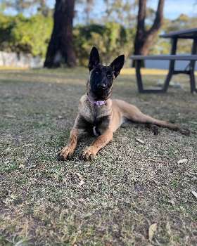 Shepherd World Australia