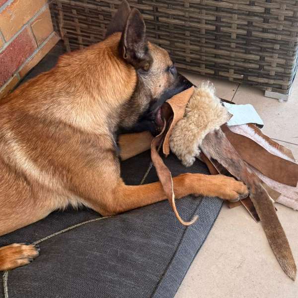 German Shepherd Health Checklist: How to Keep Your Dog in Top Shape