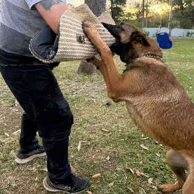 Family-friendly dog breeds