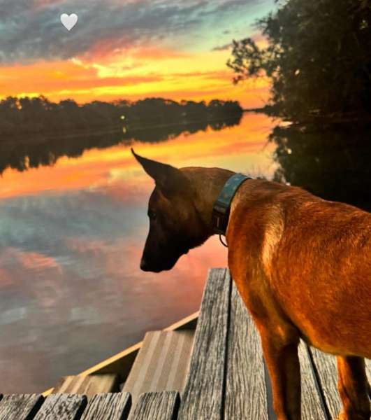 Why German Shepherds Make the Best Pets for Families