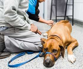 Ringwood Vet Hospital