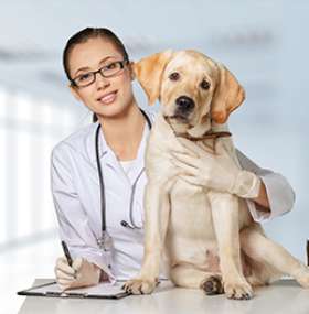 Ringwood Vet Hospital